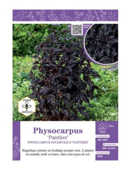 PHYSOCARPUS OPULIFOLIUS PANTHER voir PHYSOCARPE