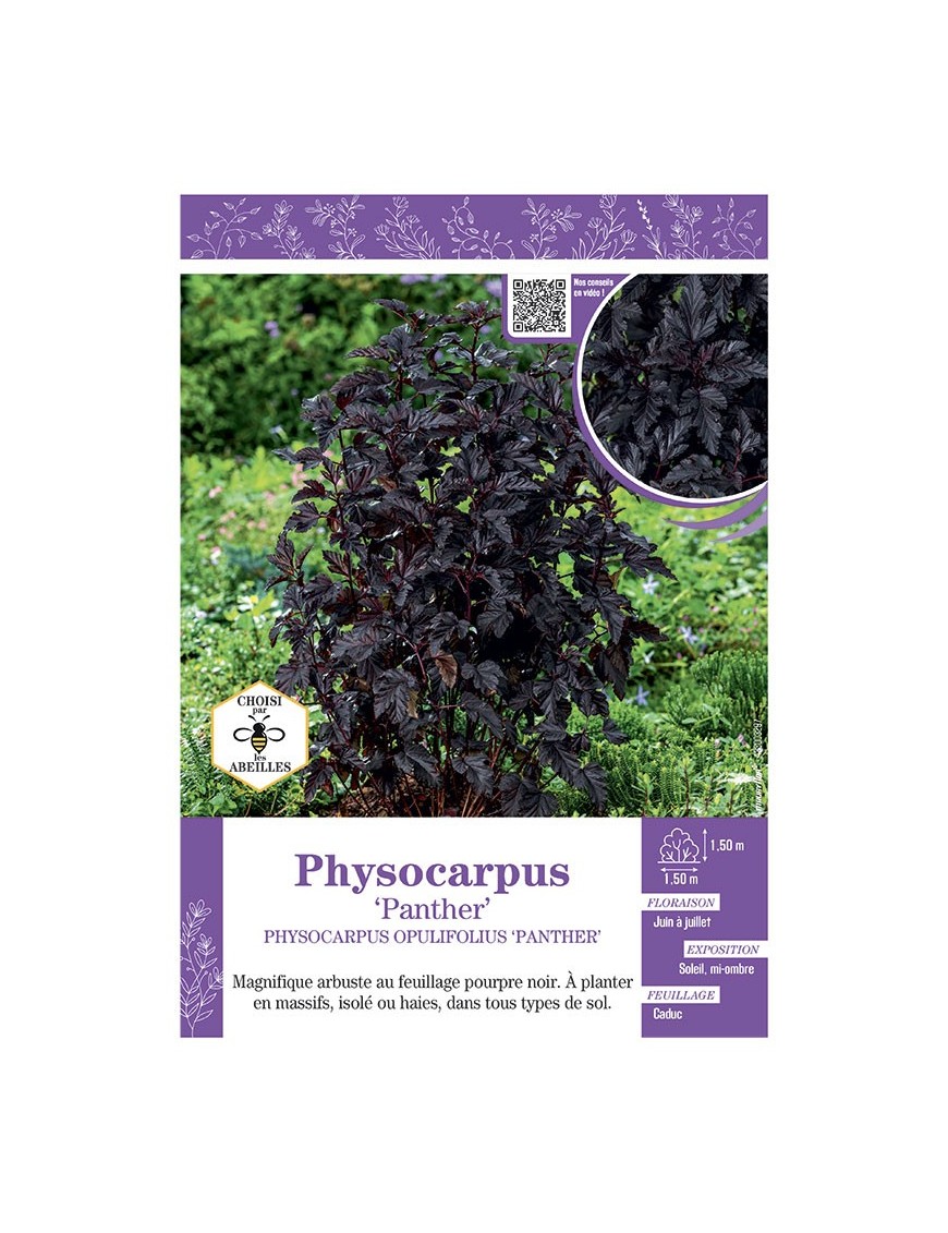 PHYSOCARPUS OPULIFOLIUS PANTHER voir PHYSOCARPE