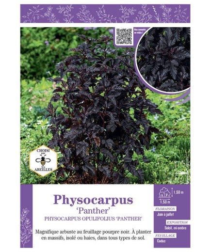 PHYSOCARPUS OPULIFOLIUS PANTHER voir PHYSOCARPE