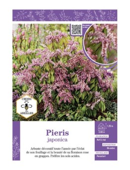 PIERIS JAPONICA à FLEURS ROSES (ANDROMÈDE DU JAPON)