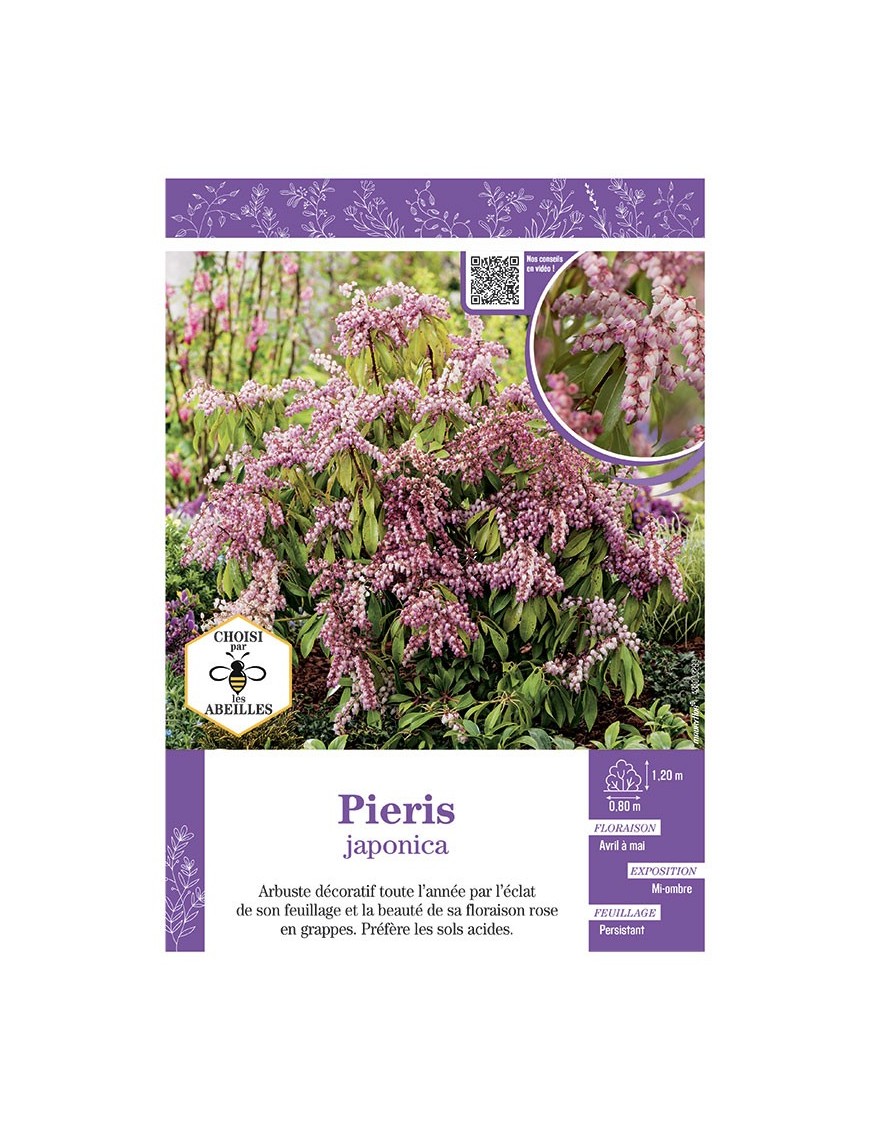 PIERIS JAPONICA à FLEURS ROSES (ANDROMÈDE DU JAPON)