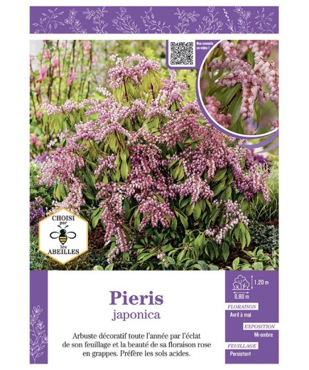 PIERIS JAPONICA à FLEURS ROSES (ANDROMÈDE DU JAPON)