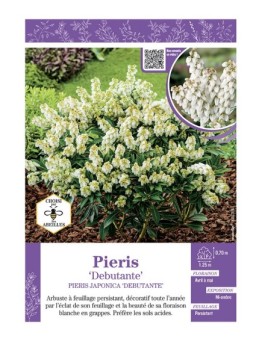 PIERIS JAPONICA DEBUTANTE (ANDROMÈDE DU JAPON)