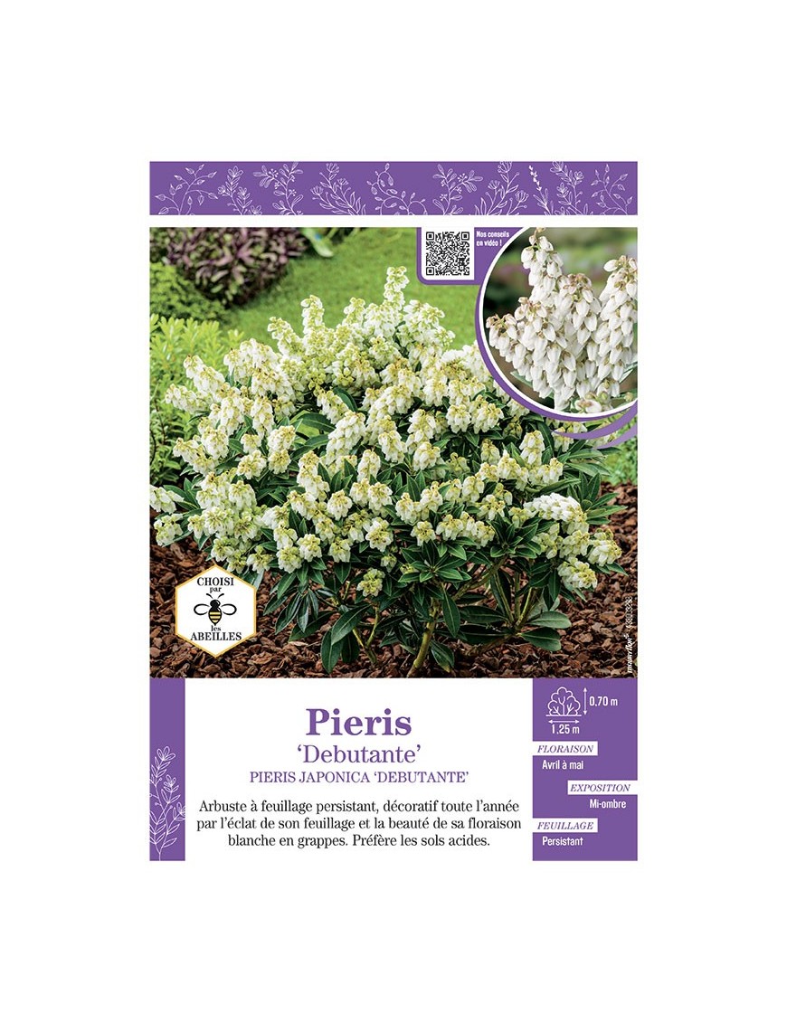 PIERIS JAPONICA DEBUTANTE (ANDROMÈDE DU JAPON)