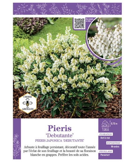 PIERIS JAPONICA DEBUTANTE (ANDROMÈDE DU JAPON)