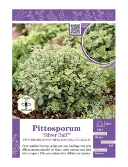 PITTOSPORUM TENUIFOLIUM SILVER BALL®