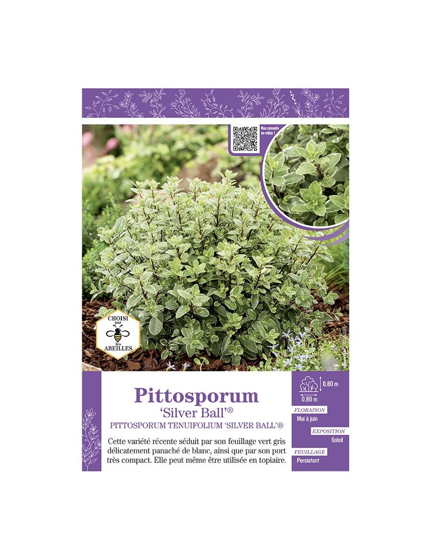 PITTOSPORUM TENUIFOLIUM SILVER BALL®