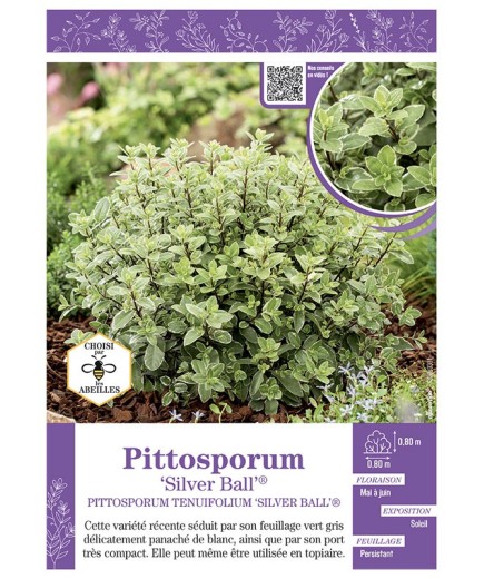 PITTOSPORUM TENUIFOLIUM SILVER BALL®