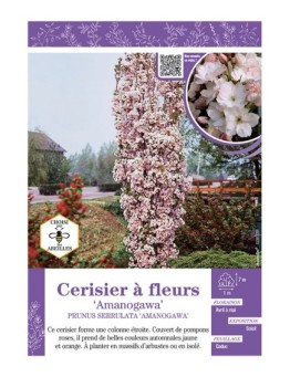 PRUNUS SERRULATA AMANOGAWA voir CERISIER À FLEURS