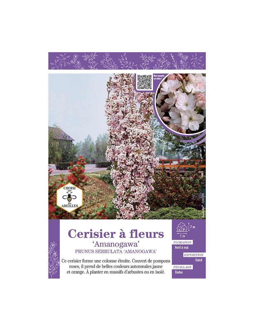 PRUNUS SERRULATA AMANOGAWA voir CERISIER À FLEURS