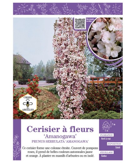 PRUNUS SERRULATA AMANOGAWA voir CERISIER À FLEURS