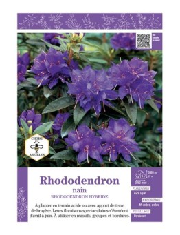 RHODODENDRON HYBRIDE NAIN (bleu)