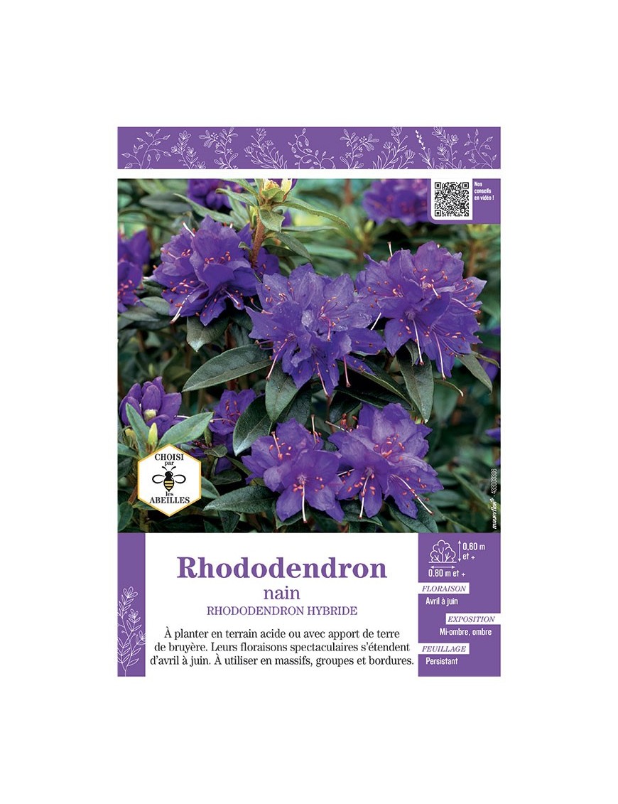 RHODODENDRON HYBRIDE NAIN (bleu)