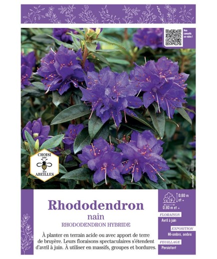 RHODODENDRON HYBRIDE NAIN (bleu)