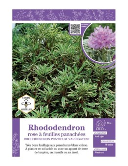 RHODODENDRON PONTICUM VARIEGATUM ROSE à FEUILLES PANACHEES