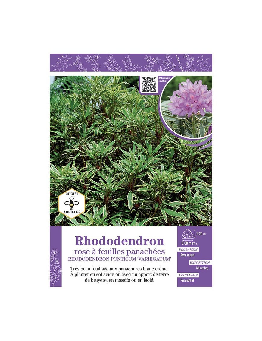 RHODODENDRON PONTICUM VARIEGATUM ROSE à FEUILLES PANACHEES
