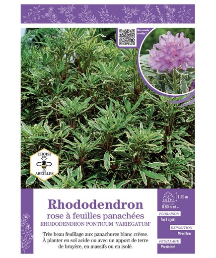 RHODODENDRON PONTICUM VARIEGATUM ROSE à FEUILLES PANACHEES