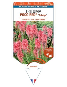 KNIPHOFIA POCO RED® Tnknipr voir Tritoma
