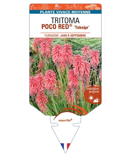 KNIPHOFIA POCO RED® Tnknipr voir Tritoma