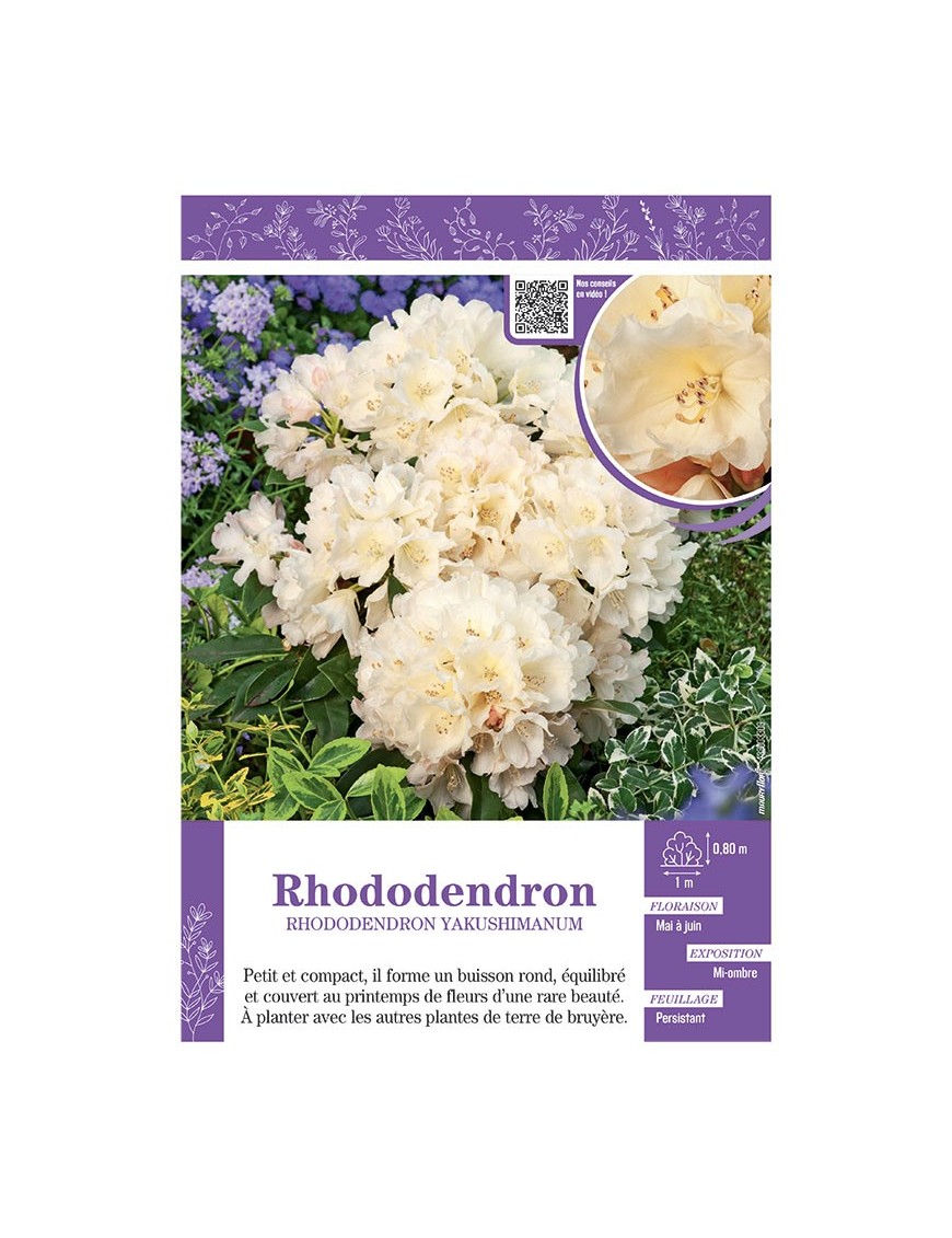 RHODODENDRON YAKUSHIMANUM (jaune)