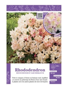 RHODODENDRON YAKUSHIMANUM (rose et pêche)