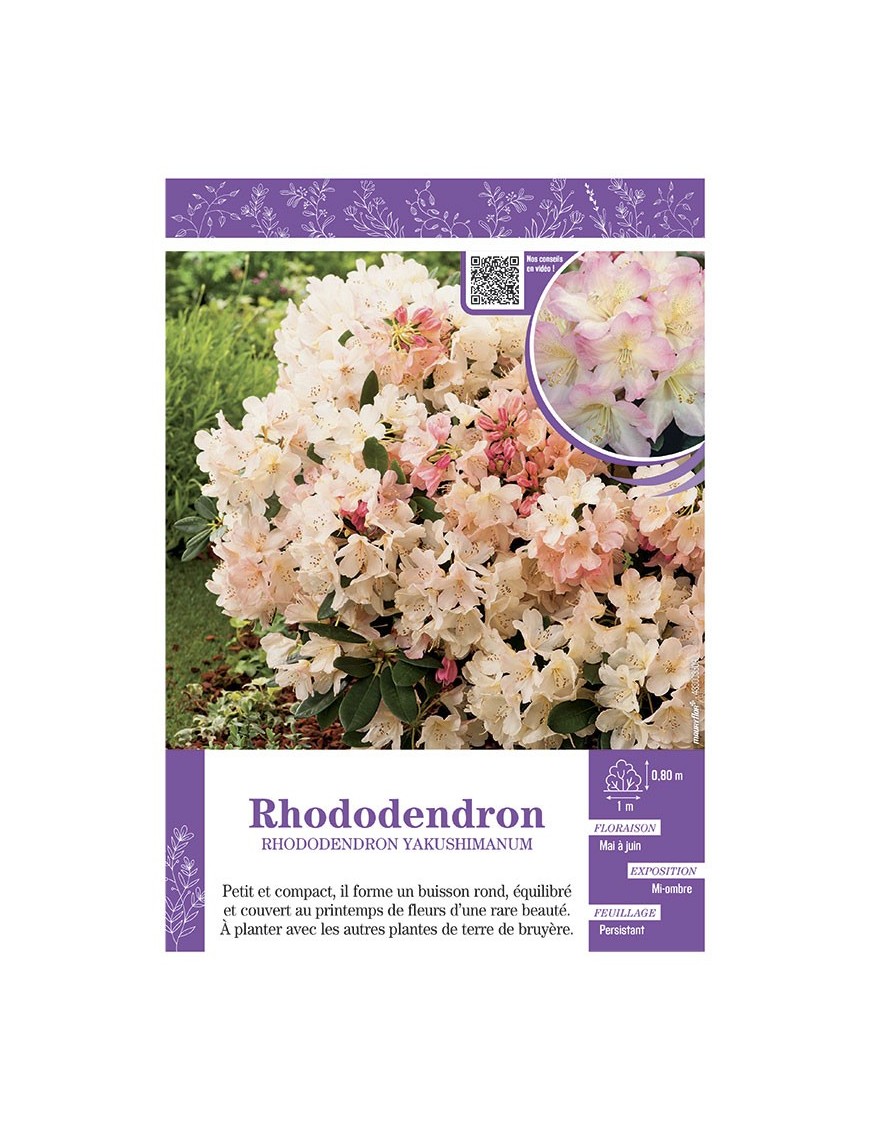 RHODODENDRON YAKUSHIMANUM (rose et pêche)