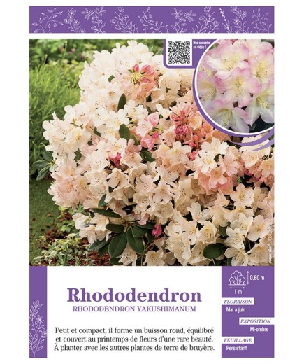 RHODODENDRON YAKUSHIMANUM (rose et pêche)