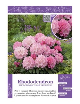 RHODODENDRON YAKUSHIMANUM (rose tendre)