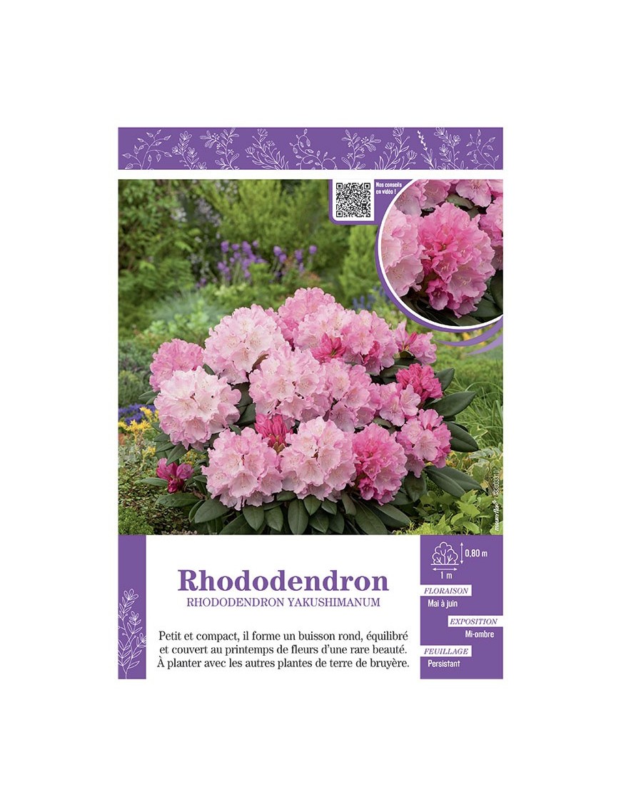 RHODODENDRON YAKUSHIMANUM (rose tendre)