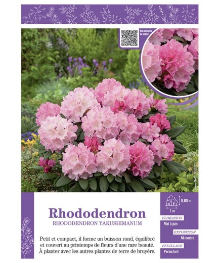 RHODODENDRON YAKUSHIMANUM (rose tendre)