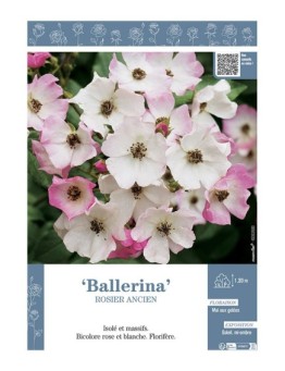 ROSIER ANCIEN BALLERINA