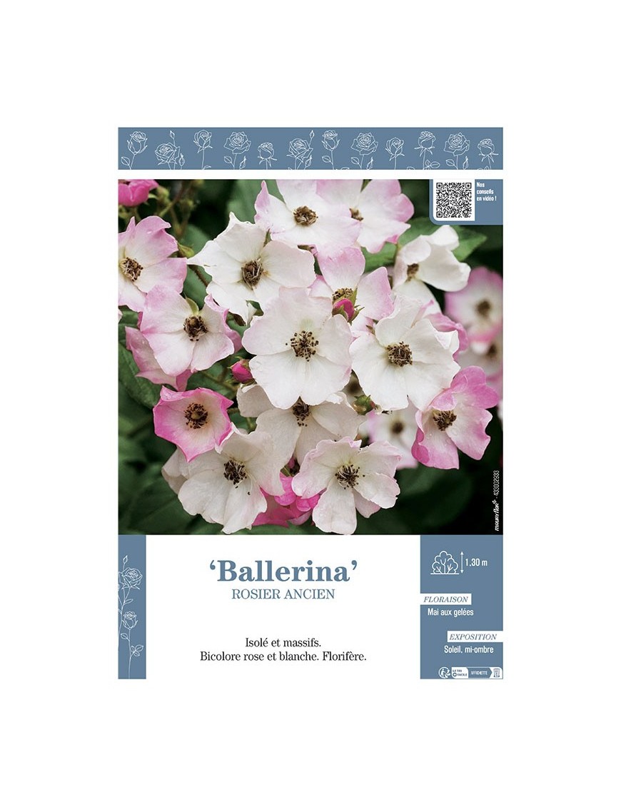 ROSIER ANCIEN BALLERINA