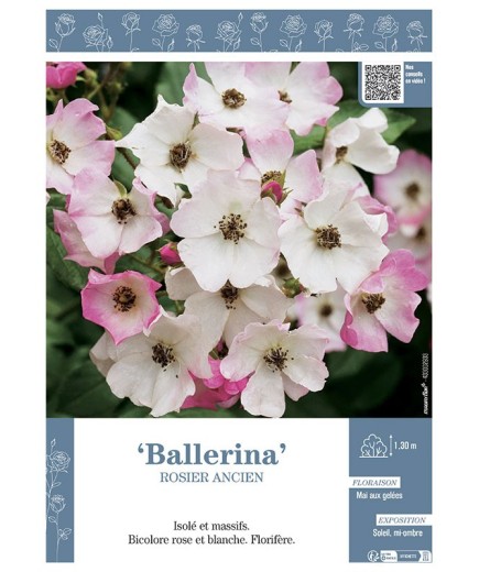 ROSIER ANCIEN BALLERINA