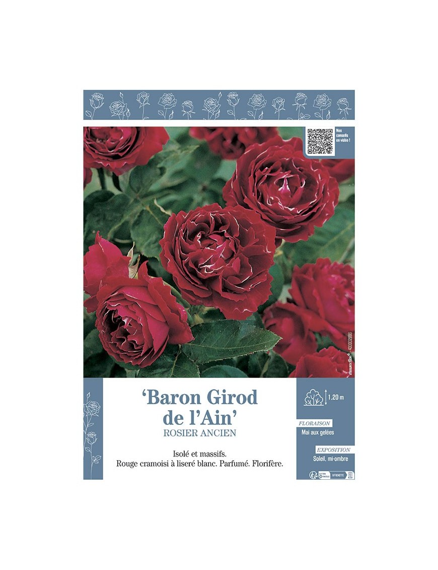 ROSIER ANCIEN BARON GIROD DE L'AIN