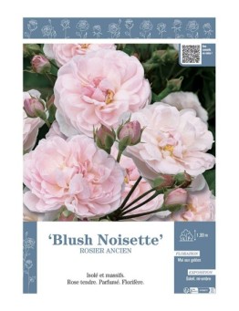 ROSIER ANCIEN BLUSH NOISETTE