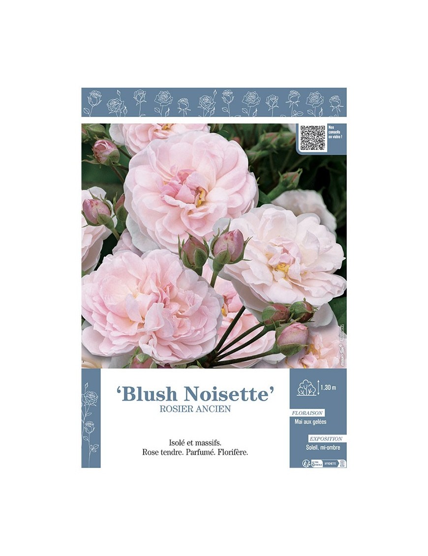 ROSIER ANCIEN BLUSH NOISETTE