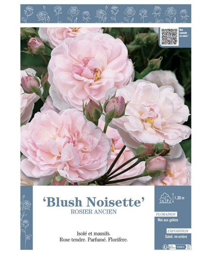 ROSIER ANCIEN BLUSH NOISETTE
