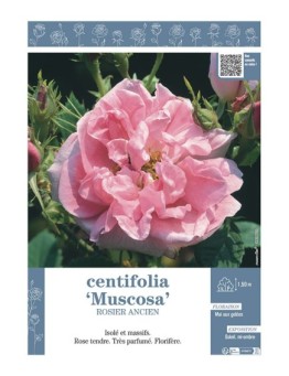 ROSIER ANCIEN CENTIFOLIA MUSCOSA