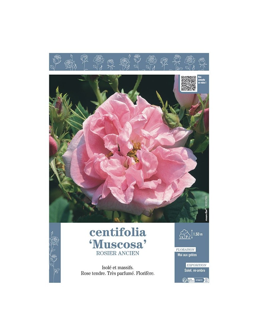 ROSIER ANCIEN CENTIFOLIA MUSCOSA