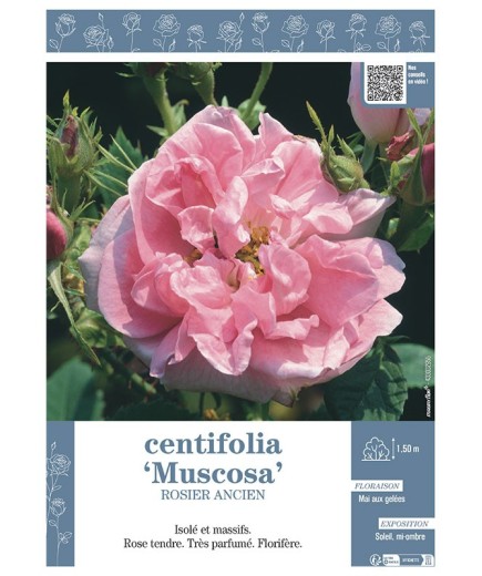 ROSIER ANCIEN CENTIFOLIA MUSCOSA