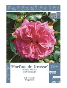 ROSIER ANCIEN CENTIFOLIA PARFUM DE GRASSE