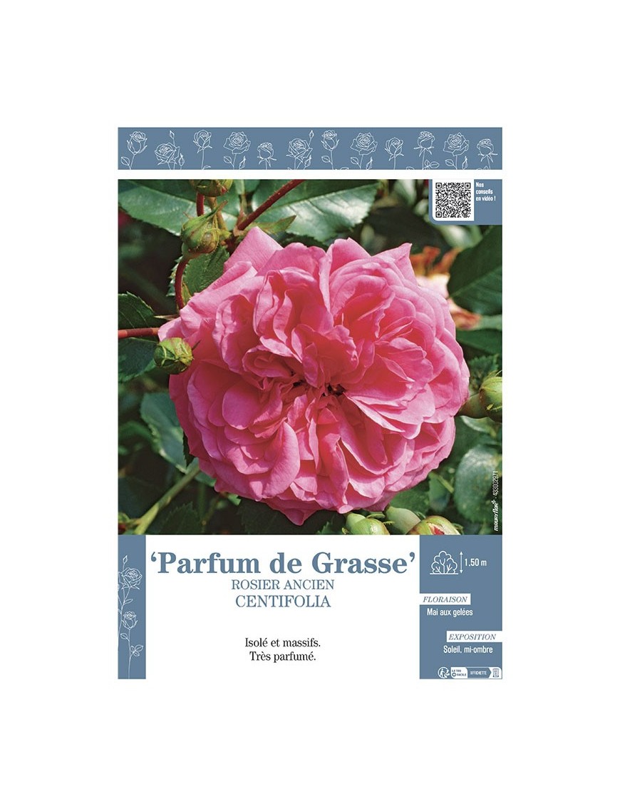 ROSIER ANCIEN CENTIFOLIA PARFUM DE GRASSE