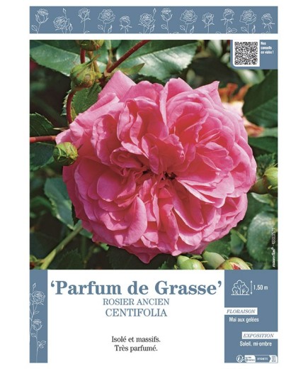 ROSIER ANCIEN CENTIFOLIA PARFUM DE GRASSE