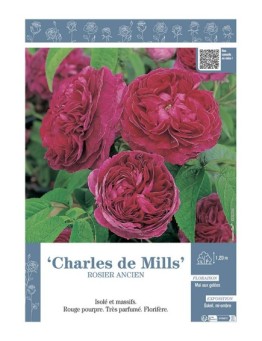 ROSIER ANCIEN CHARLES DE MILLS