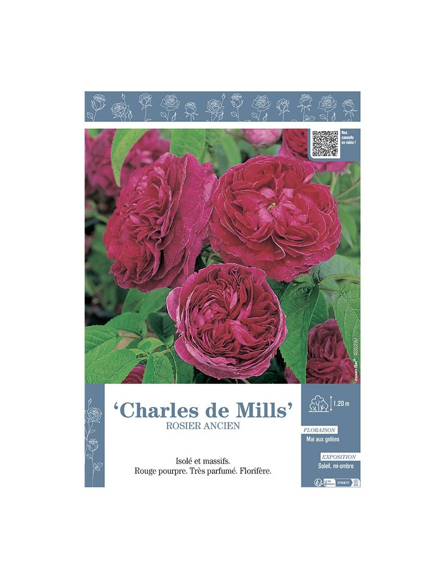 ROSIER ANCIEN CHARLES DE MILLS