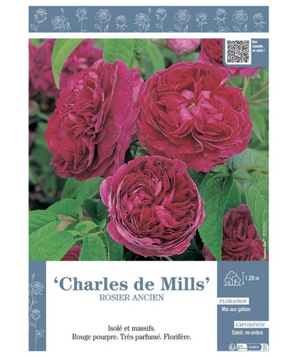 ROSIER ANCIEN CHARLES DE MILLS