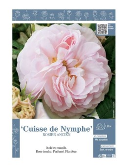 ROSIER ANCIEN CUISSE DE NYMPHE