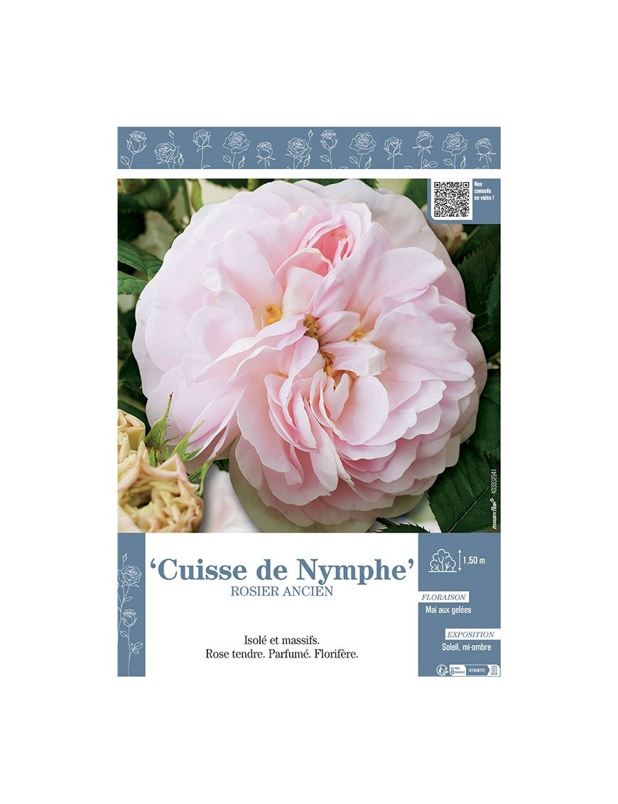 ROSIER ANCIEN CUISSE DE NYMPHE