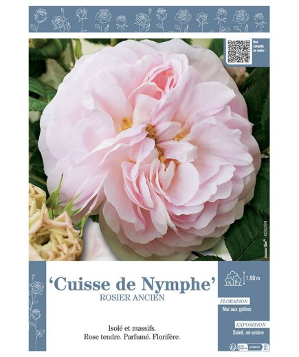 ROSIER ANCIEN CUISSE DE NYMPHE