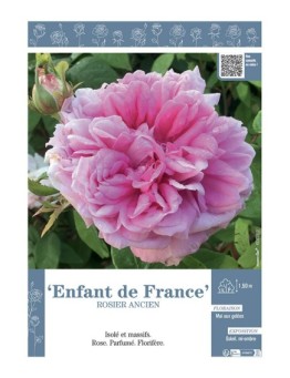 ROSIER ANCIEN ENFANT DE FRANCE